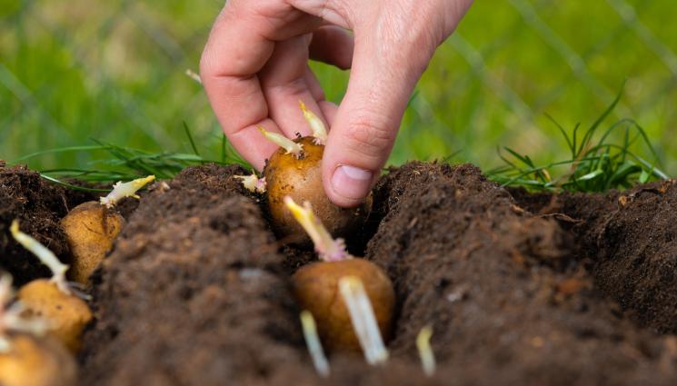 картофи - Агро Телеграф: Откриваме картофена мана през смартфона