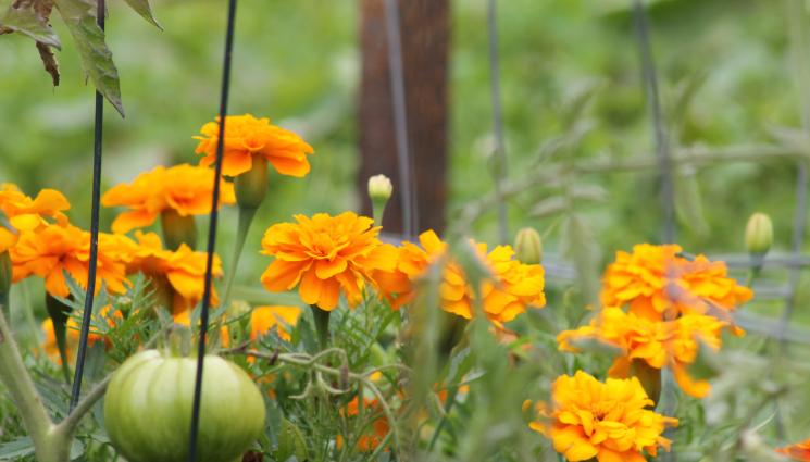 турти - Агро Телеграф: Туртите са най-добрият приятел на доматите