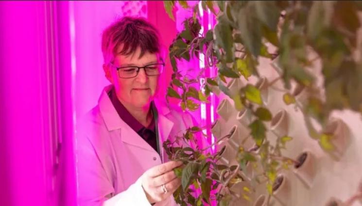 лаборатория растения - Агро Телеграф: Учени отглеждат растения на бъдещето