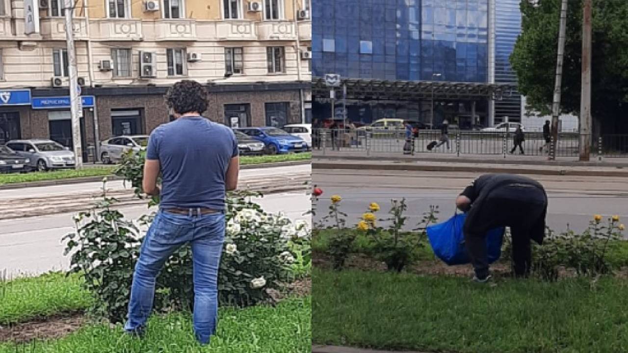 розобер в София