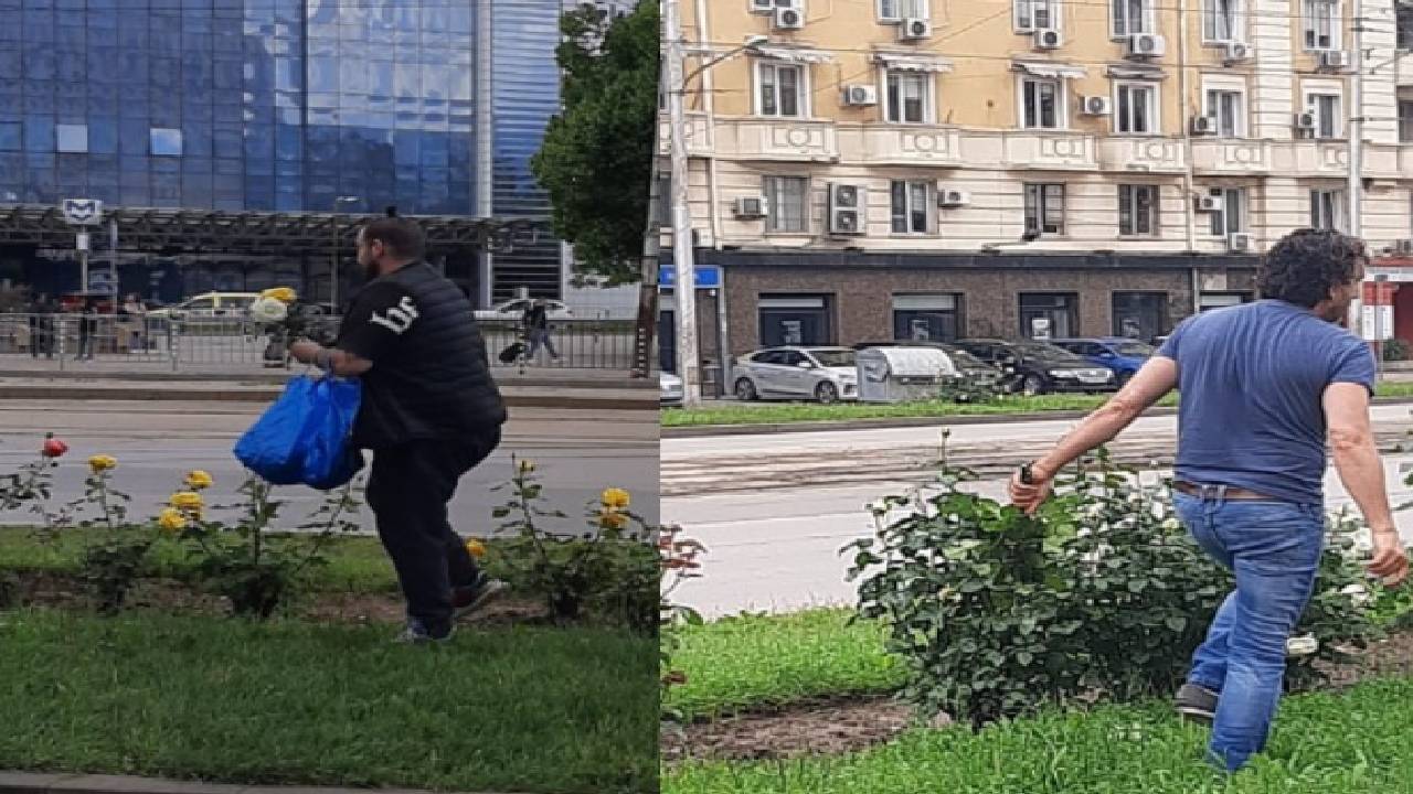 розобер в София пак