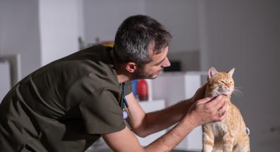 домашна котка