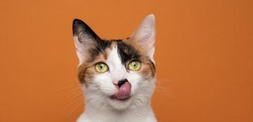 Котките с цвят калико - какво трябва да знаете за тях