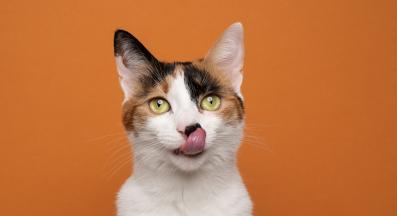 калико котки