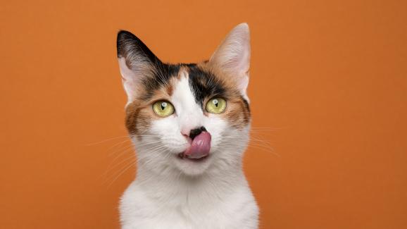 Котките с цвят калико - какво трябва да знаете за тях
