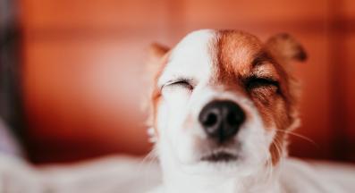 куче въздиша