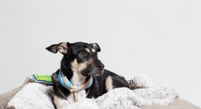 куче одеяло