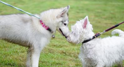 кученце парк