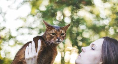 домашна котка