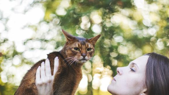 7 от най-умните породи котки, които могат да са чудесни домашни любимци