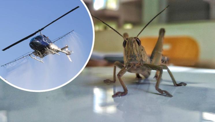 скакалци - КРИЛАТА НАПАСТ: Марокански скакалци нападнаха пет общини у нас