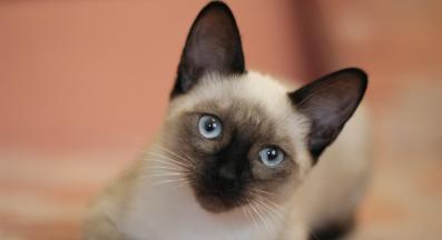 8 факта за Сиамските котки, които само истинските фенове знаят