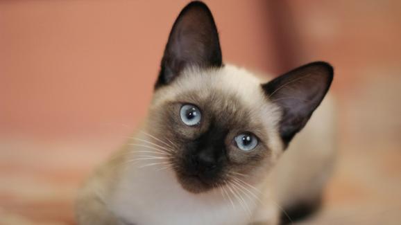 8 факта за Сиамските котки, които само истинските фенове знаят