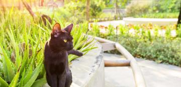 7 факта, които вероятно не сте знаели за Бомбайските котки