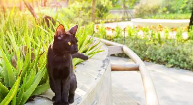 Бомбайска котка