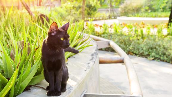 7 факта, които вероятно не сте знаели за Бомбайските котки