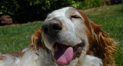 Уелски спрингер шпаньол