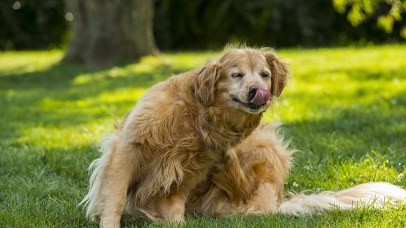 3 начина как кучето ви може да се сдобие с бълхи