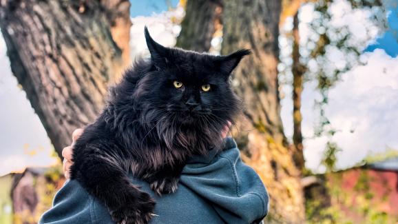 Породата „Мейн Куун“ - факти за най-големите и впечатляващи домашни котки