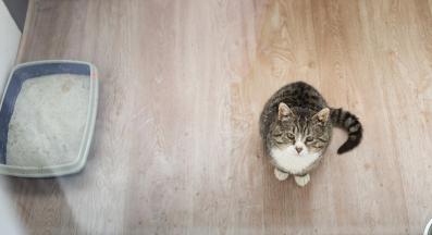 котешка тоалетна