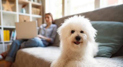 Бишон фризе