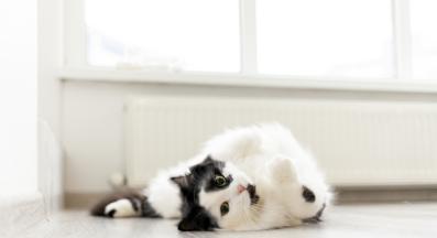 котка лежи на пода