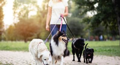 разхождане на куче