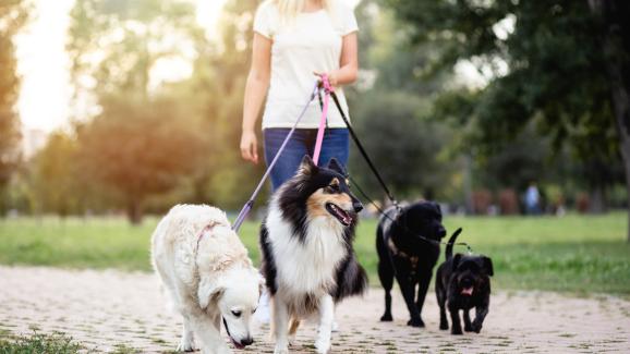 Как да намерим подходящ разхождач на кучета в 4 лесни стъпки