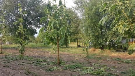 растения дъжд