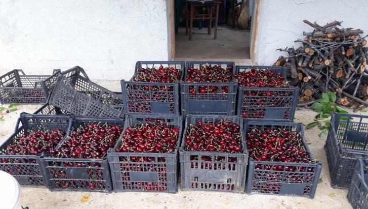 череши - Агро Телеграф: С пръскачка на гръб в черешови градини