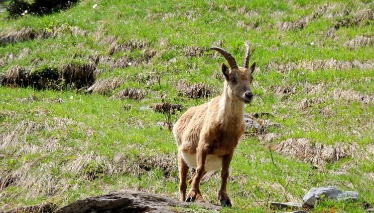 дива коза - Агро Телеграф: Предлагат безплатно кози за осиновяване
