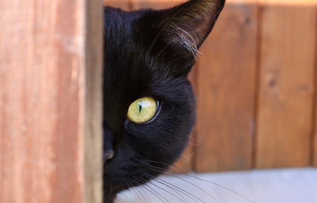 котка на врата