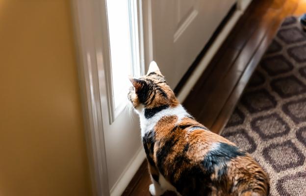 котка на врата