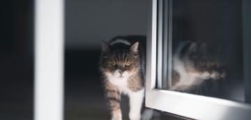 6 често срещани причини, поради които котката ви пази на вратата