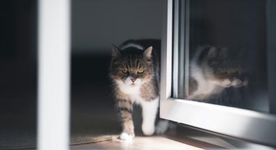 котка на врата