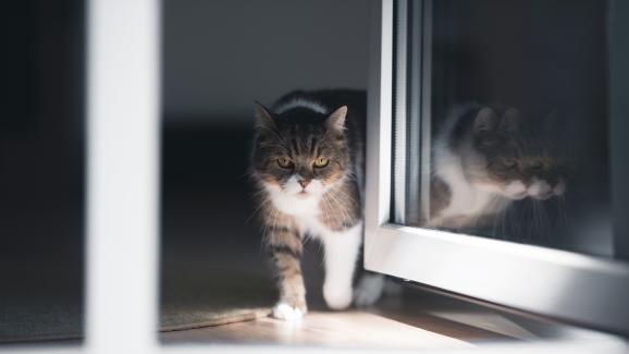 6 често срещани причини, поради които котката ви пази на вратата