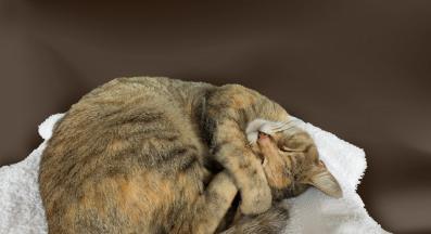 котка спи в кръг