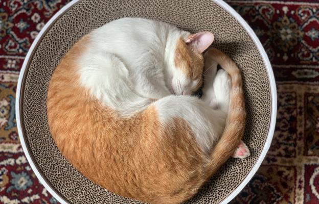 котка спи в кръг