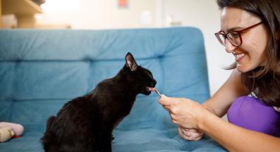 лакомства за котка