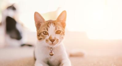 домашна котка