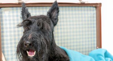 Скоч териер