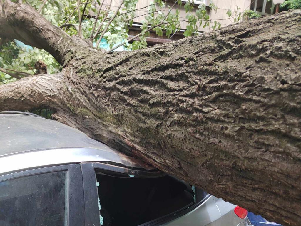 Дърво падна върху автомобил до сградата на Пето РПУ в София