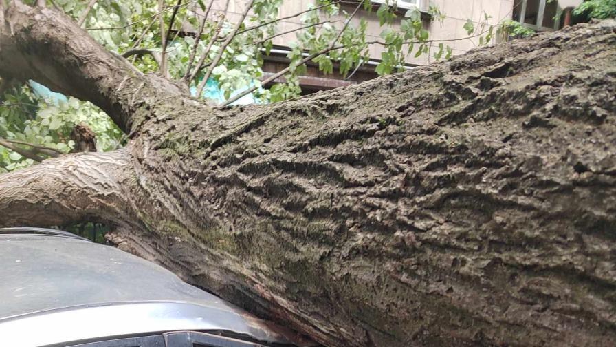 Дърво падна върху кола до полицейско управление в София (СНИМКИ)