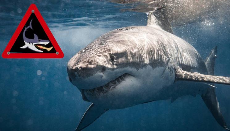 акула - ШОК: Извънземна акула се появи край топ туристическа дестинация! (СНИМКИ)