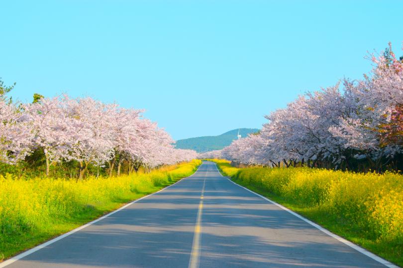 <p><strong>Цъфналите череши</strong></p>

<p>Докато прочутите цъфтежи в Япония може да получат най-голямо внимание от туристите, тези в Южна Корея са също толкова впечатляващи, като сезонът на цъфтежа&nbsp;на череши се пада между март и средата на април. По време на фестивала на цъфналите вишни в Джеджу вторият по големина град на остров Чеджу, Сеоуипо, оживява в блестящо розово, докато магазини и ресторанти продават лакомства на тема цъфтеж, като настърган лед на тема пролет.</p>