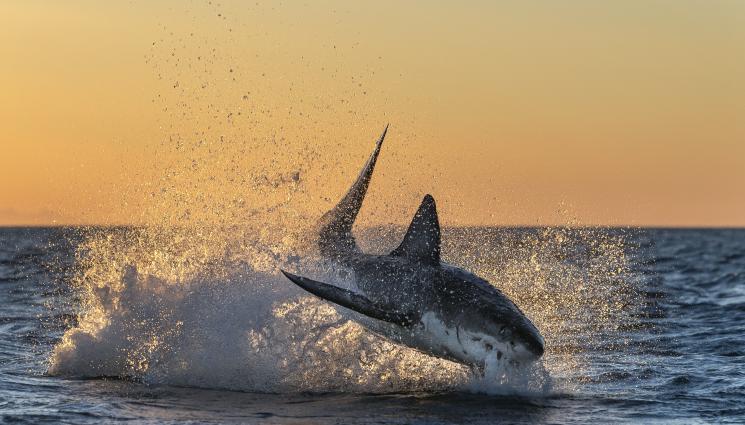 акула - У НАС: Откриха зъб на акула на 245 млн. години! (СНИМКИ)