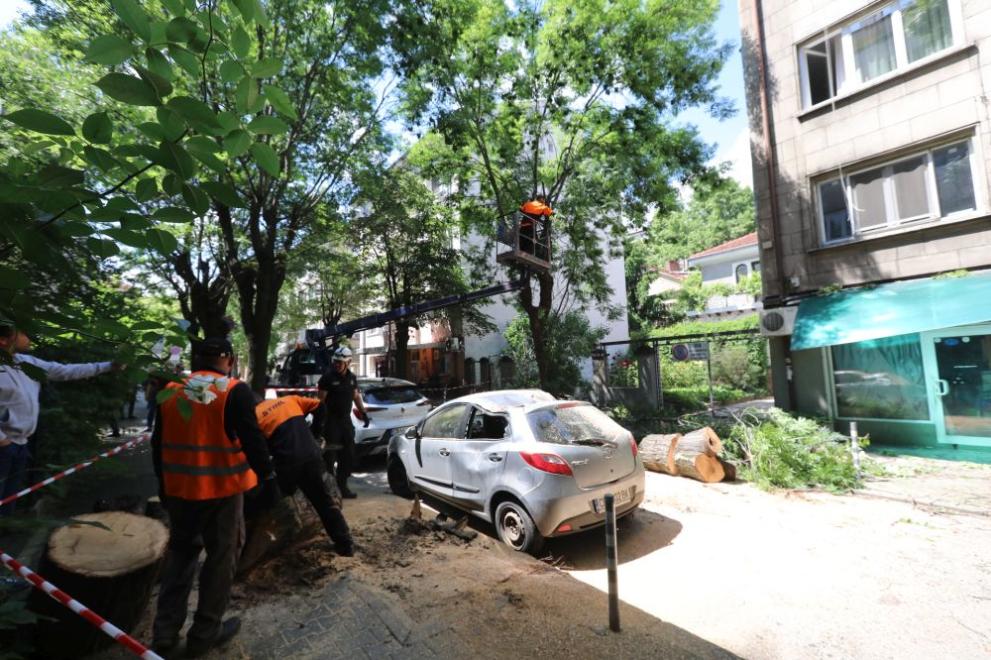  дърво софия кола 