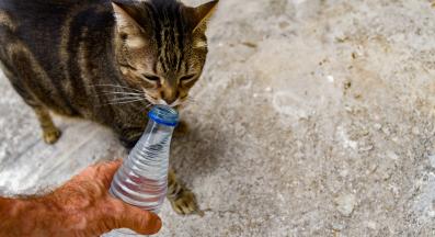 котка пие вода