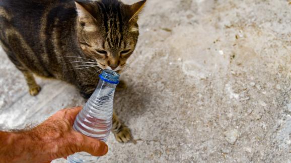 Бутилираната вода за котките: здравословен избор или не?