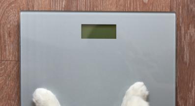 котка върху кантар